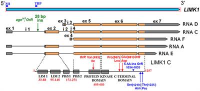 Drosophila Model for the Analysis of Genesis of LIM-kinase 1-Dependent Williams-Beuren Syndrome Cognitive Phenotypes: INDELs, Transposable Elements of the Tc1/Mariner Superfamily and MicroRNAs